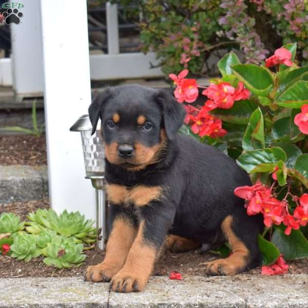 Shadow, Rottweiler Puppy