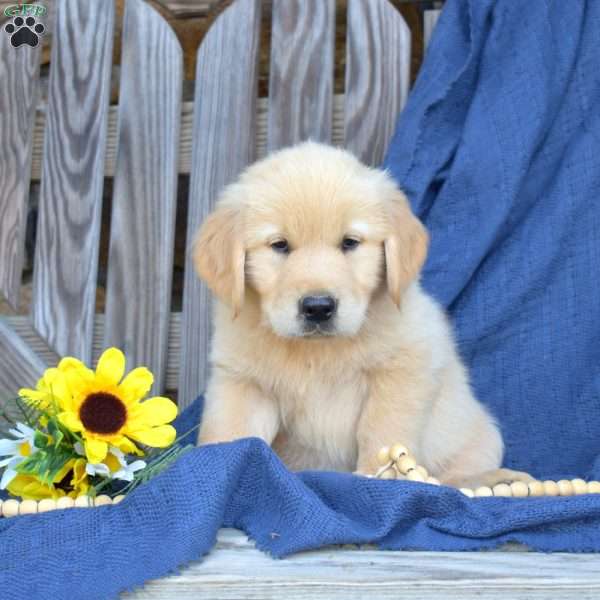 Shadow, Golden Retriever Puppy