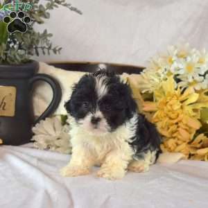 Shadow, Mal-Shi Puppy