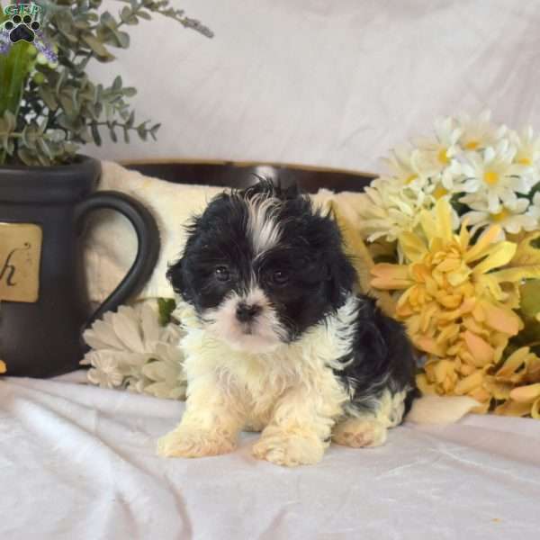 Shadow, Mal-Shi Puppy