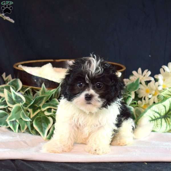Shadow, Mal-Shi Puppy