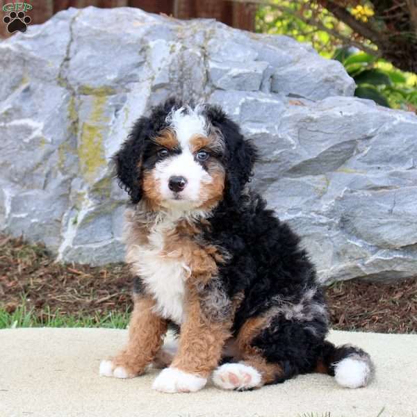 Shadow, Mini Bernedoodle Puppy