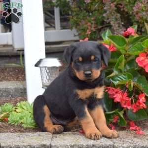 Shadow, Rottweiler Puppy