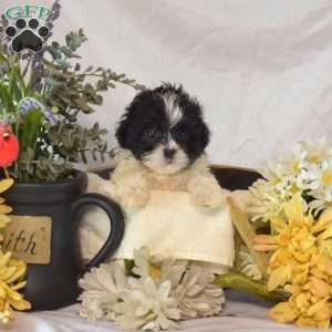 Shadow, Mal-Shi Puppy