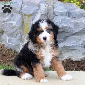 Shadow, Mini Bernedoodle Puppy