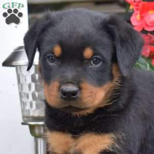 Shadow, Rottweiler Puppy