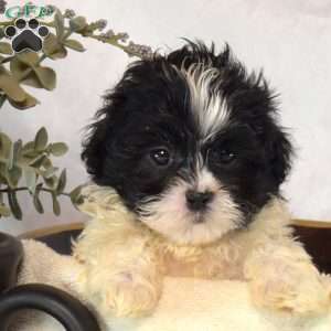 Shadow, Mal-Shi Puppy