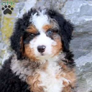 Shadow, Mini Bernedoodle Puppy