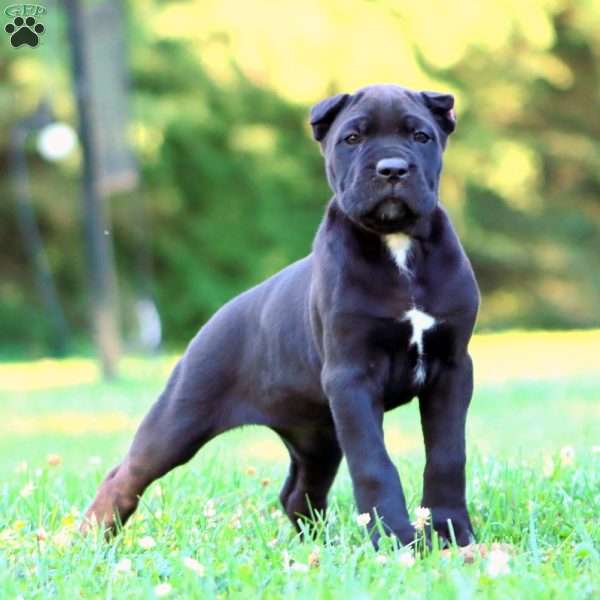 Shadow, Cane Corso Puppy