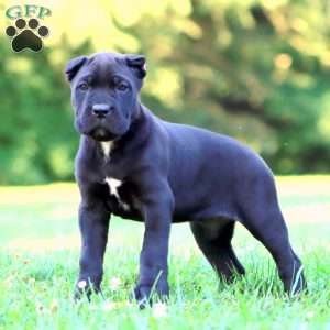 Shadow, Cane Corso Puppy