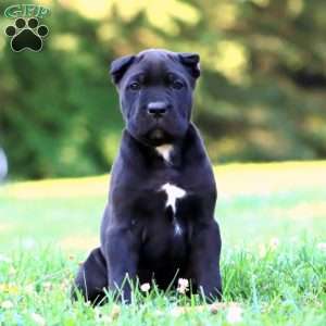 Shadow, Cane Corso Puppy