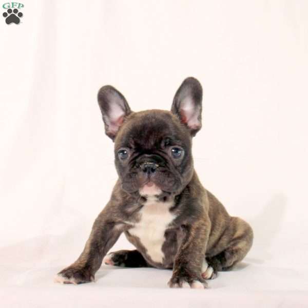 Shaleigh, Frenchton Puppy