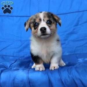 Shana, Pembroke Welsh Corgi Puppy