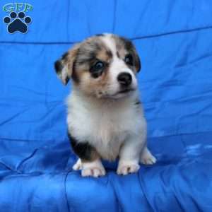 Shana, Pembroke Welsh Corgi Puppy