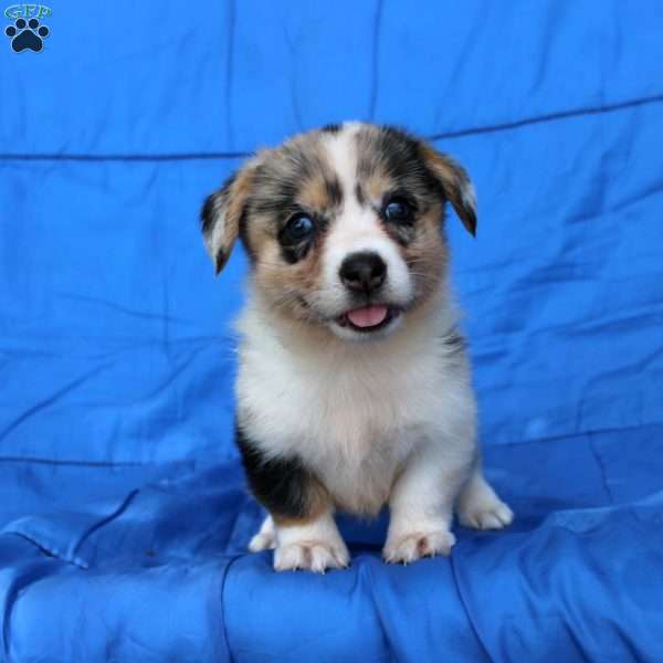 Shana, Pembroke Welsh Corgi Puppy