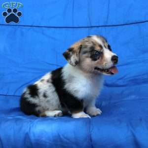 Shana, Pembroke Welsh Corgi Puppy