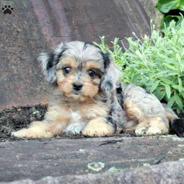 Shane, Cavapoo Puppy