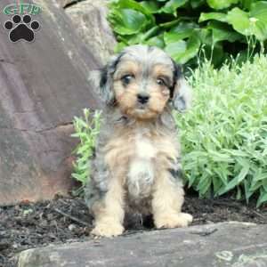 Shane, Cavapoo Puppy
