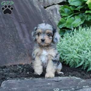 Shane, Cavapoo Puppy