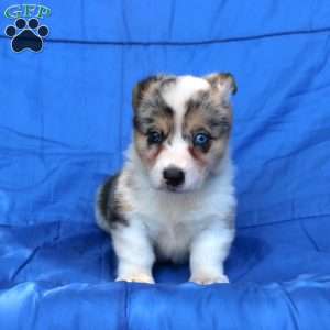Shasta, Pembroke Welsh Corgi Puppy