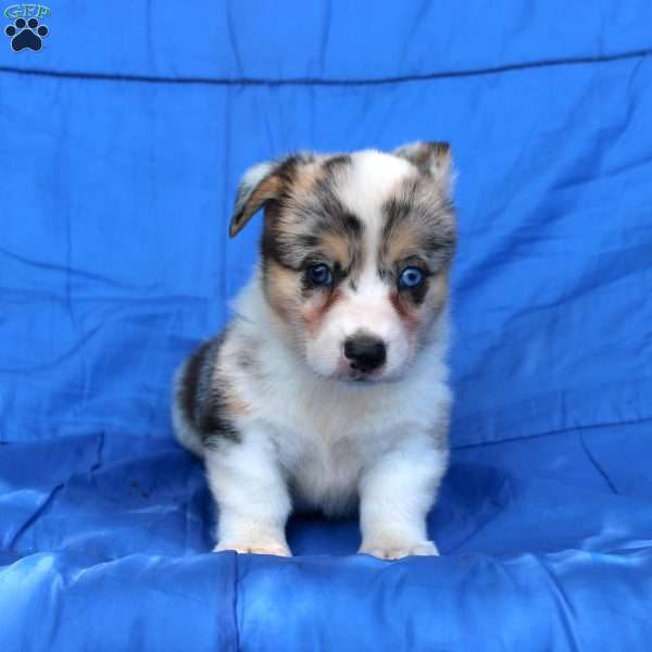 Shasta, Pembroke Welsh Corgi Puppy