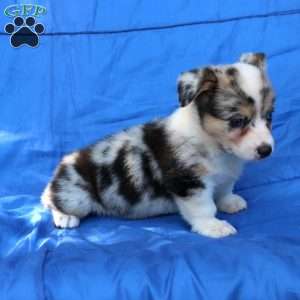Shasta, Pembroke Welsh Corgi Puppy