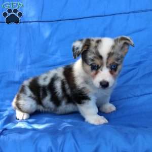 Shasta, Pembroke Welsh Corgi Puppy