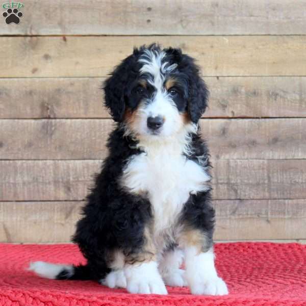Shaw, Bernedoodle Puppy