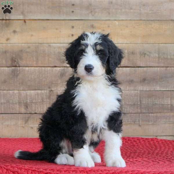 Shawn, Bernedoodle Puppy