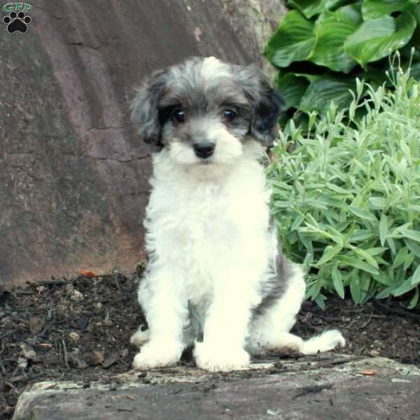 Shayna, Cavapoo Puppy