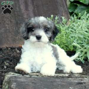 Shayna, Cavapoo Puppy