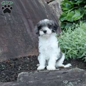 Shayna, Cavapoo Puppy