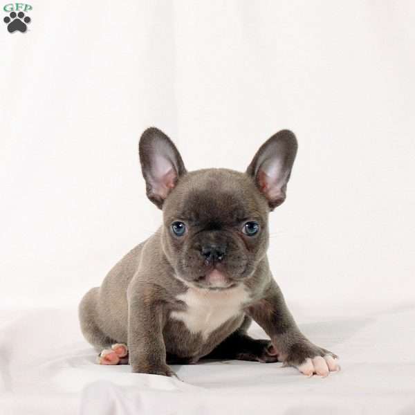 Sheldon, Frenchton Puppy