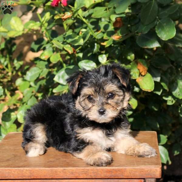 Sheldon, Yorkie Puppy
