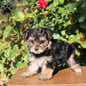 Sheldon, Yorkie Puppy