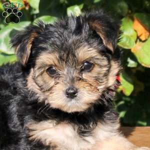 Sheldon, Yorkie Puppy