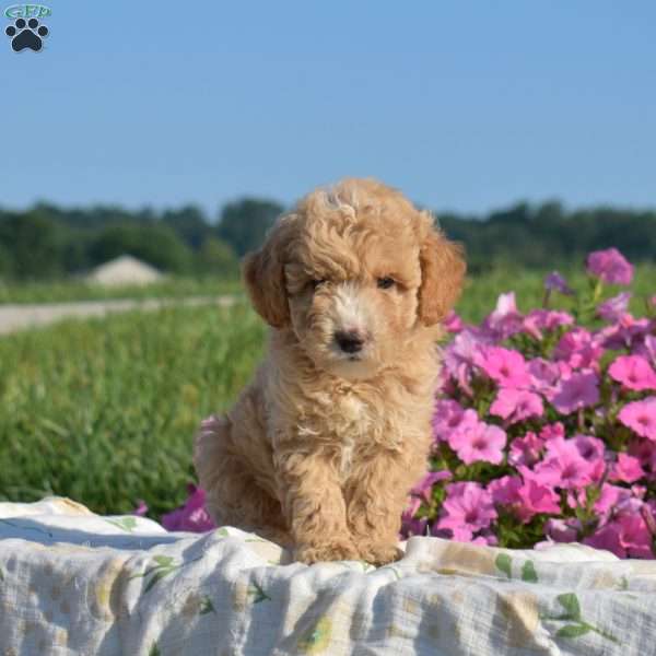 Shell, Mini Goldendoodle Puppy