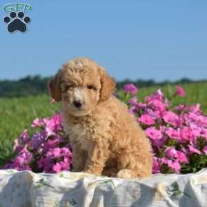 Shell, Mini Goldendoodle Puppy