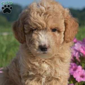 Shell, Mini Goldendoodle Puppy