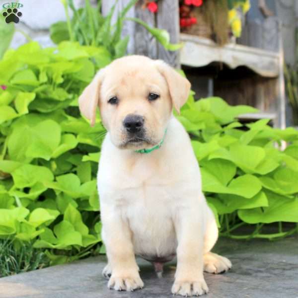 Shepherd, Yellow Labrador Retriever Puppy