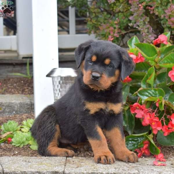 Sheriff, Rottweiler Puppy