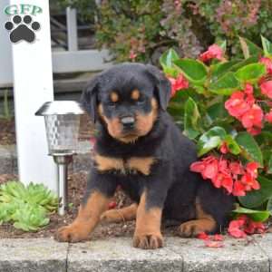 Sheriff, Rottweiler Puppy