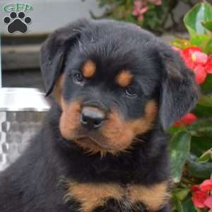 Sheriff, Rottweiler Puppy