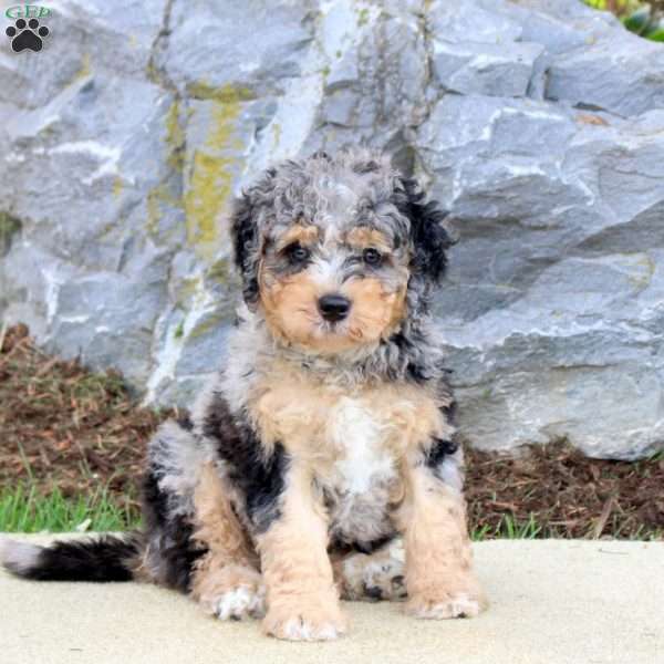 Shiloh, Mini Bernedoodle Puppy