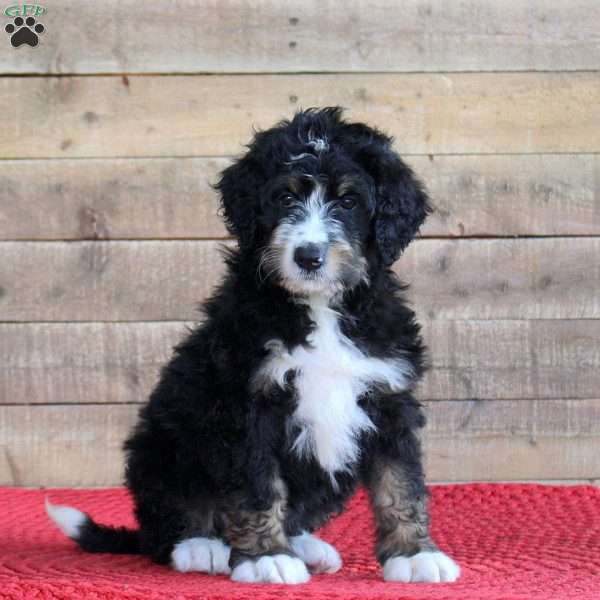 Shiloh, Bernedoodle Puppy