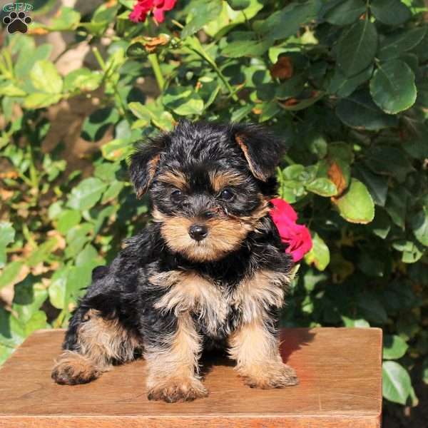 Shiloh, Yorkie Puppy