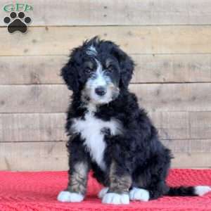 Shiloh, Bernedoodle Puppy