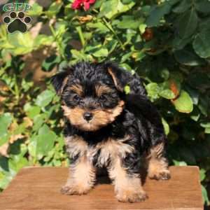 Shiloh, Yorkie Puppy