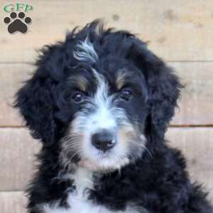 Shiloh, Bernedoodle Puppy