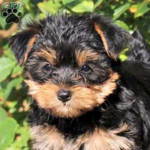 Shiloh, Yorkie Puppy